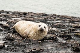 grey seal pup 4 by Annelies Cranendonk