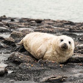 grijze zeehonden pup 4 van Annelies Cranendonk