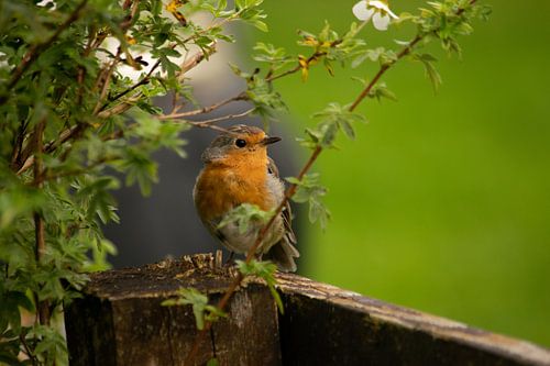 Rotkehlchen auf dem Zaun hinter der Hecke
