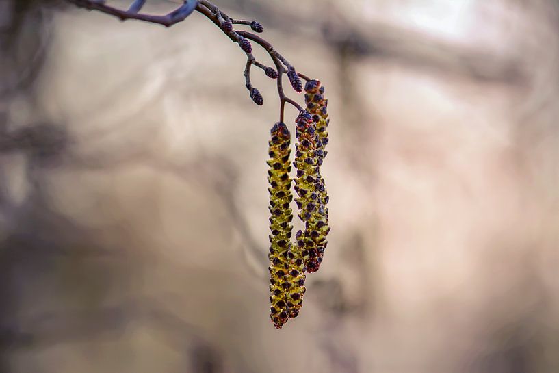 alder catkins by Tania Perneel