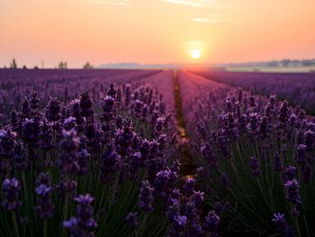 Sonnenuntergang über einem Lavendelfeld