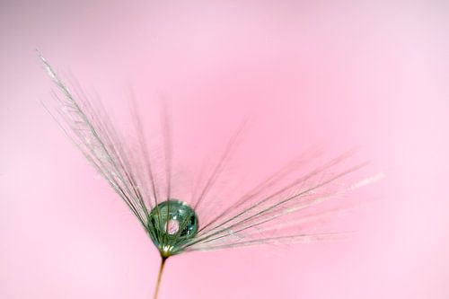 Dauwdruppel op bloem