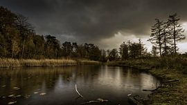 Surae, Dorst forestry by Patrick Rosenthal