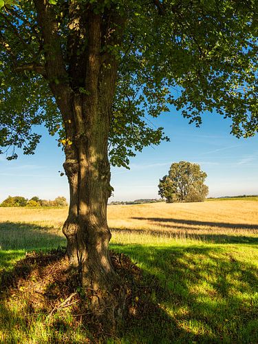 Landschap met akker en bomen bij Hohen Demzin