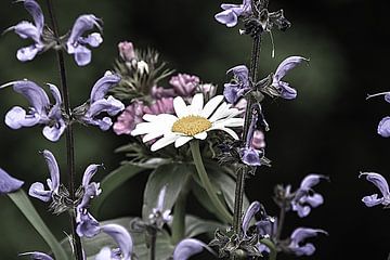 potpourri van Christine Nöhmeier