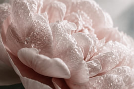 Gros plan sur une fleur 