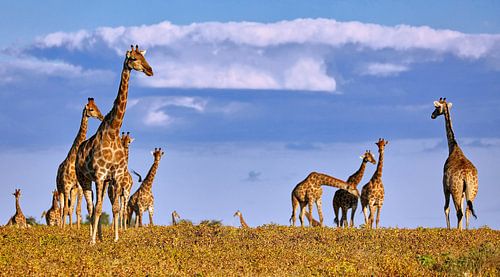 Herd of giraffes in Etosha National Park in Namibia