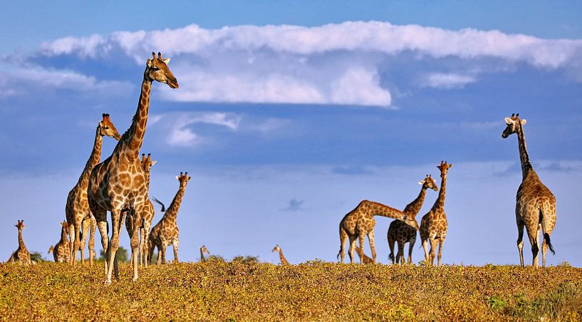Giraffenherde im Etosha Nationalpark in Namibia von W. Woyke