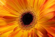 Yellow-orange Gerbera by Marjolijn van den Berg thumbnail