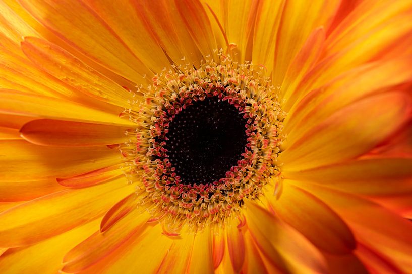 Gelb-orange Gerbera von Marjolijn van den Berg