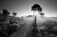 Sunbeams through pine trees  van Olha Rohulya thumbnail