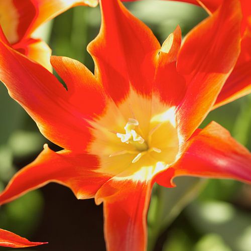 Bouton de tulipe en gros plan