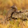Mangouste égyptienne sur Michel de Beer