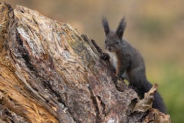 Oachkatzl (Eichhörnchen)