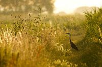 Heron looking for the last catch of the day