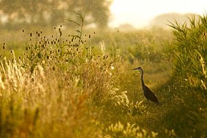 Een reiger zoekt de laatste vangst van de dag
