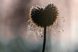 Winterzauber von Kurt Krause