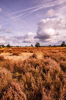Heath Cloudy Sky 4 - Loonse en Drunense Duinen