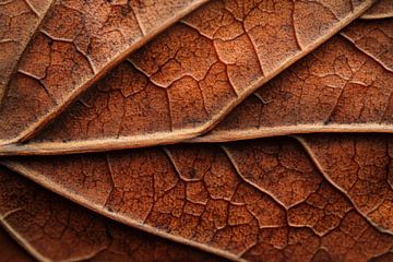 Leaves structure by Poster Art Shop