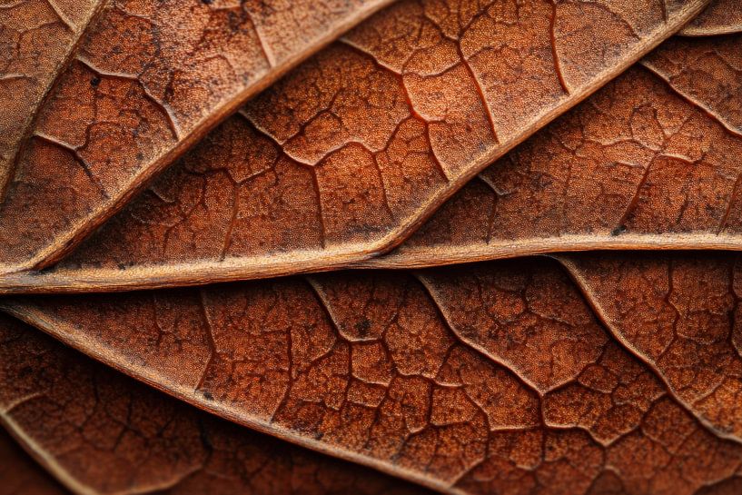 Structuur van de bladeren van Poster Art Shop