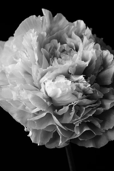 Still life with peony by Thomas Jäger