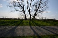 Shadow of the tree