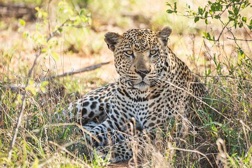 Großer Leopard liegt entspannt unter einem Busch