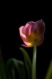 Sunshine von Esther Valstar