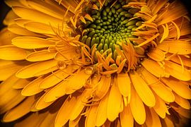 Floral photography by Egon Zitter