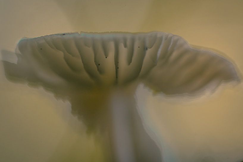 porcelain agaric by peterheinspictures