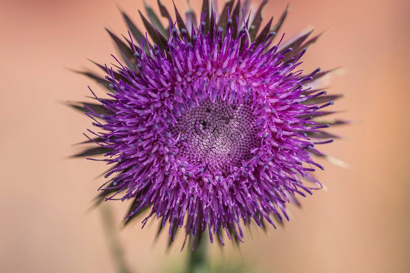 flora by Bart Liesenborgs