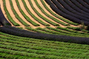 PROVENCE 4 by Miroslav Ptacek