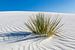 Dünen, White Sands National Monument | Panorama  von Melanie Viola