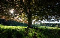 Auvergne #8