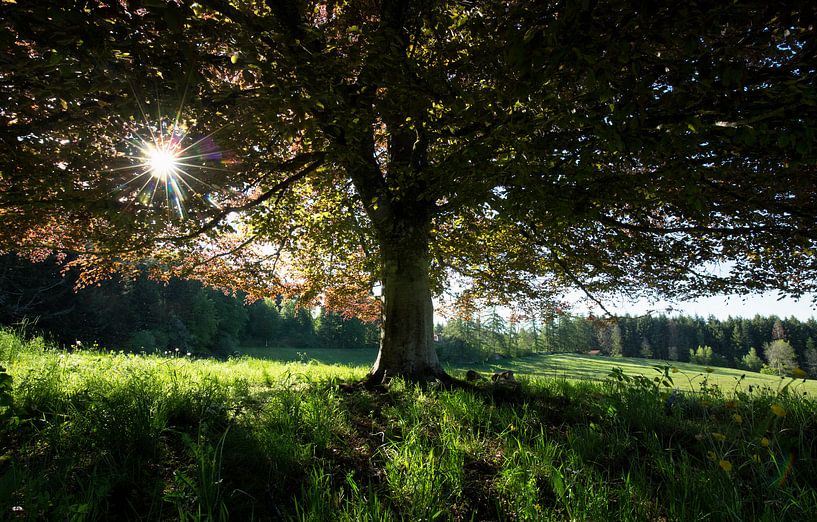 Auvergne XVIII by Mario Bentvelsen