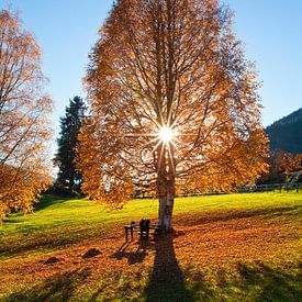 A sun star in the birch tree by Christa Kramer