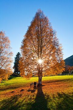 Une étoile solaire dans le bouleau