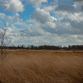In the field by Johan Mooibroek