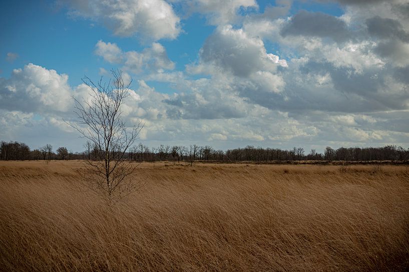 In the field by Johan Mooibroek