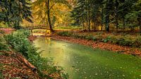 Herbst im Slochterbos von Henk Meijer Photography Miniaturansicht
