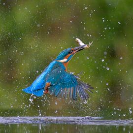 IJsvogel met vis van Lies Bakker