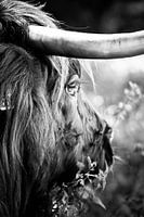 Highlander 