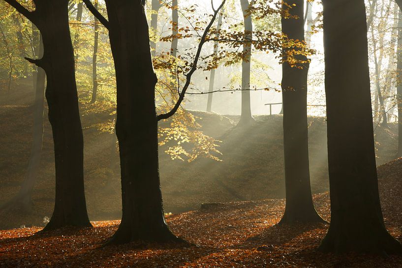 Beukenbos in de herfst von Michel van Kooten