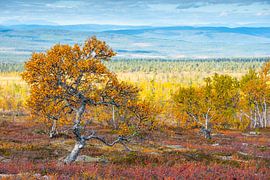 Herfsttinten in het Hoge Noorden