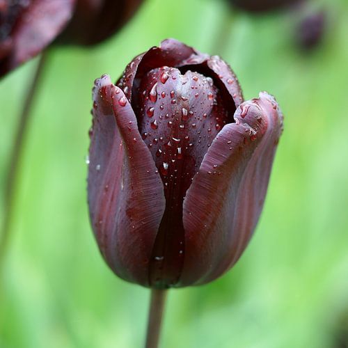 Black tulip ('Continental')