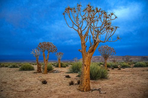 Kokerbomen in de Kalahari woestijn, Namibië