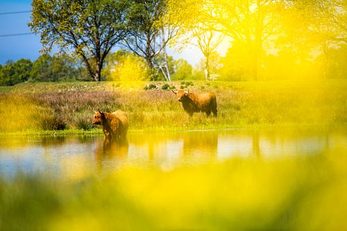 Les Highlanders écossais se rafraîchissent dans l'eau.