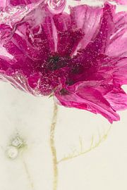 Cosmea in Eis 1 von Marc Heiligenstein