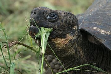 Reuzenschildpad van Hanneke Bantje