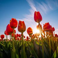 Dutch tulips